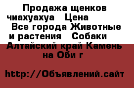 Продажа щенков чиахуахуа › Цена ­ 12 000 - Все города Животные и растения » Собаки   . Алтайский край,Камень-на-Оби г.